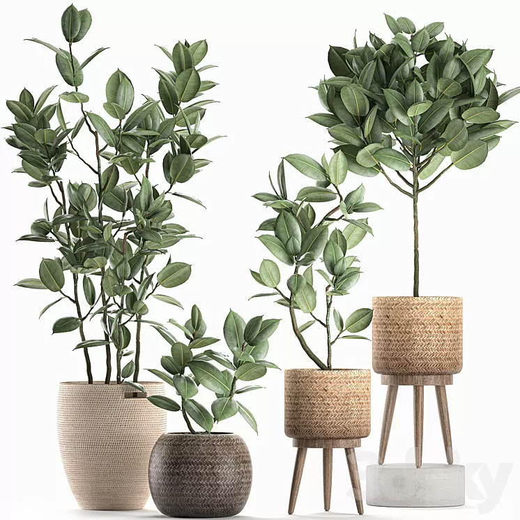 Collection of small ornamental trees in rattan baskets on legs with ficus elastic. Set 606. 3D Model