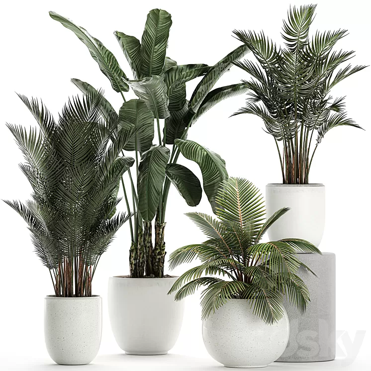 Collection of small palm plants in white pots with banana palm hovea coconut strelitzia. Set 674. 3D Model