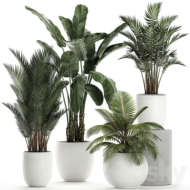 Collection of small palm plants in white pots with banana palm. hovea. coconut. strelitzia. Set 674. 3DModel