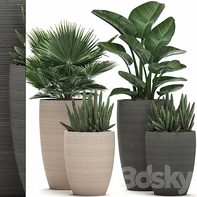 Collection of small plant flowers in modern pots with fan palm strelitzia sansevieria cylindrical. Set 498. 3D Model