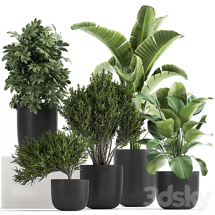 Collection of small plants and trees in black pots with Banana palm Calathea lutea bush Scheffler. Set 804