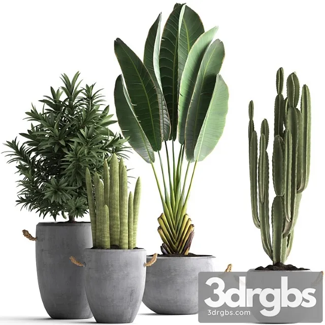 Collection of small plants in black concrete pots from ravenala, concrete flowerpot, cereus, cactus, oleander. set 434.