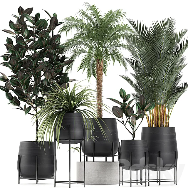 Collection of small plants in black pots on legs with Date palm. ficus. Chlorophytum. Abidjan. Set 627. Free Download