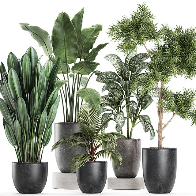 Collection of small plants in black pots Set 757 3D Model