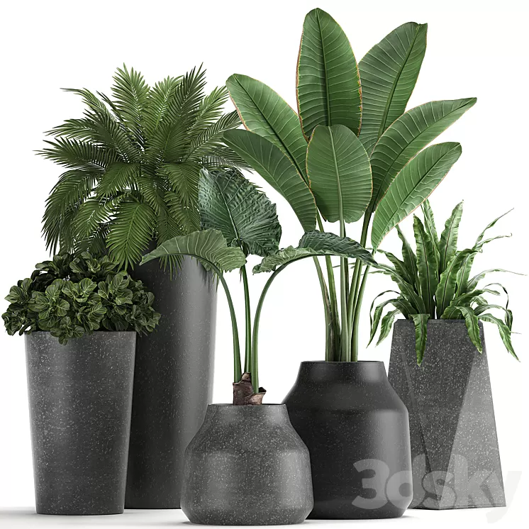 Collection of small plants in black pots with Banana palm asplenium alocasia. Set 825 3D Model
