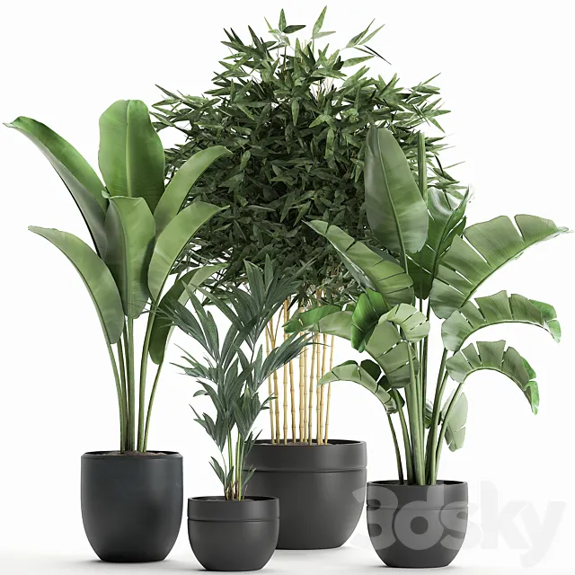Collection of small plants in black pots with Banana palm bamboo bush strelitzia ravenala. Set 586. 3D Model