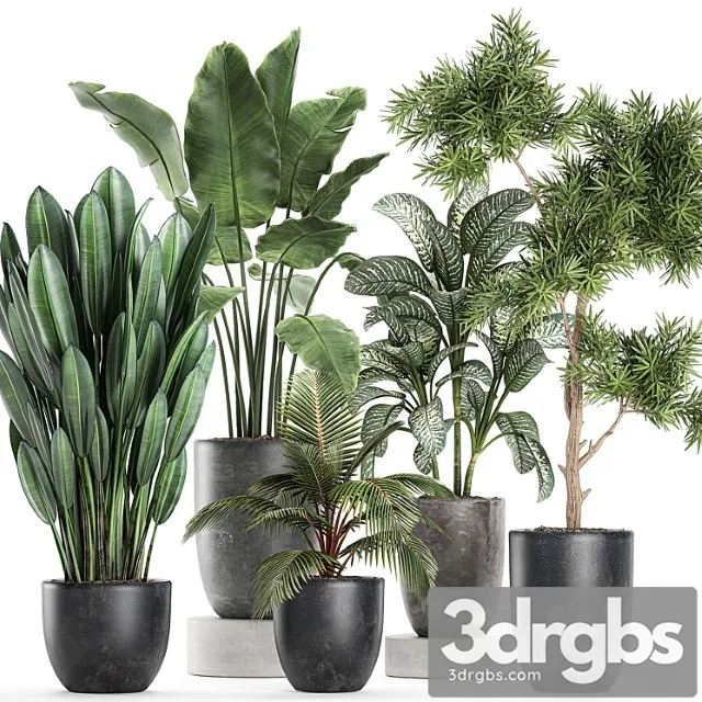 Collection of Small Plants in Black Pots with Banana Palm Dieffenbachia Tree Set 757 3D Model Free