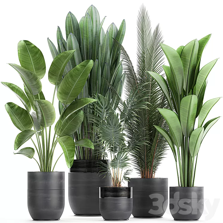 Collection of small plants in black pots with Strelitzia banana coconut palm hovea. Set 726. 3D Model
