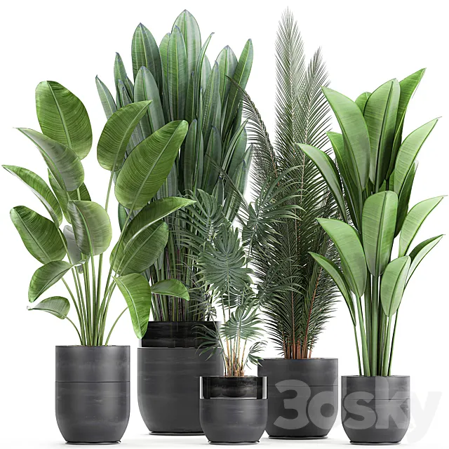 Collection of small plants in black pots with Strelitzia. banana. coconut palm. hovea. Set 726. 3DModel