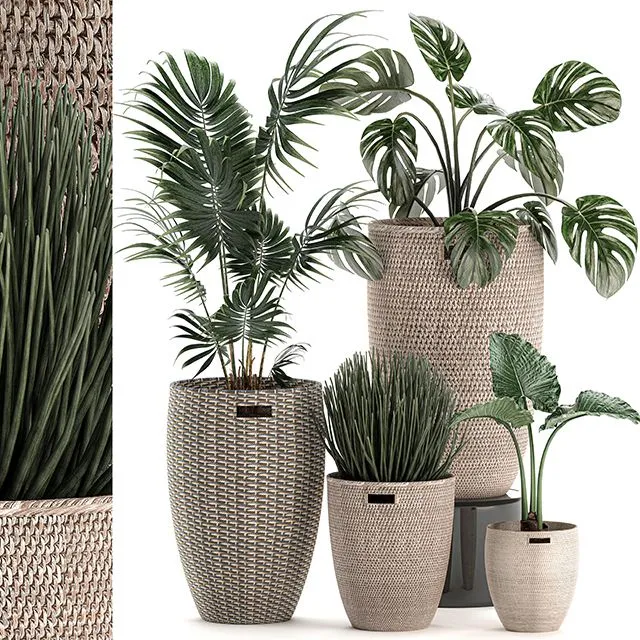 Collection of small plants in decorative baskets pots Set 570 Free Download