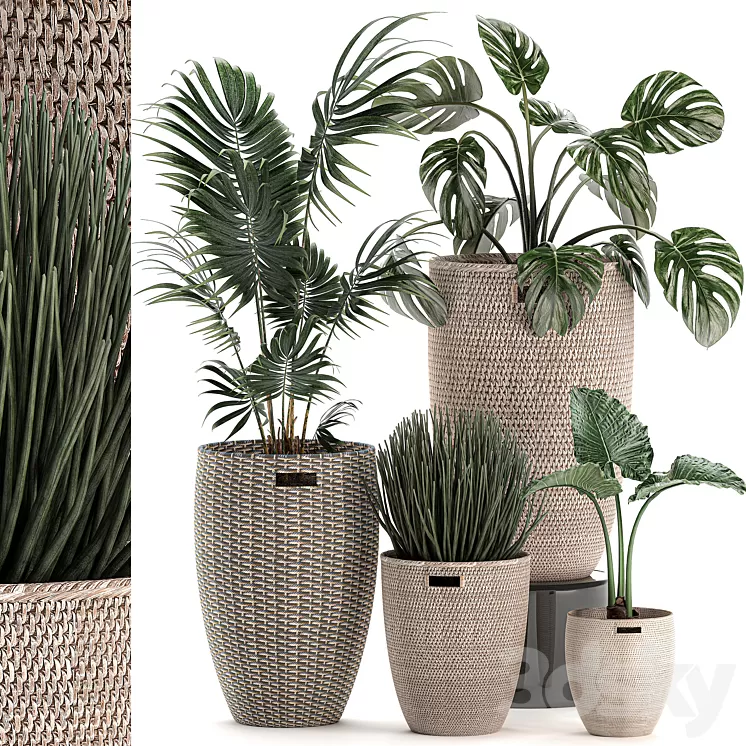 Collection of small plants in decorative baskets pots with Monstera Howea alokasia palm. Set 570. 3D Model
