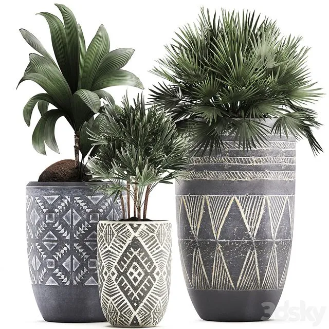 Collection of small plants in ethnic aged pots with coconut nutsifera fan palm Rhapis . Set 475 3D Model