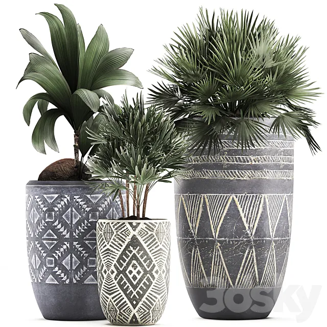Collection of small plants in ethnic aged pots with coconut nutsifera fan palm Rhapis . Set 475. 3D Model