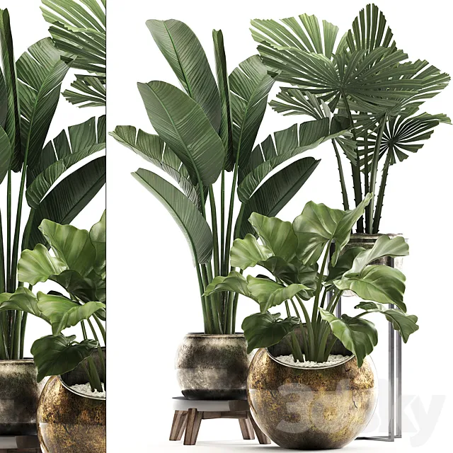 Collection of small plants in luxury pots with Licuala and banana bush. round flowerpot. Alokasia. strelitzia. Set 467. 3DModel