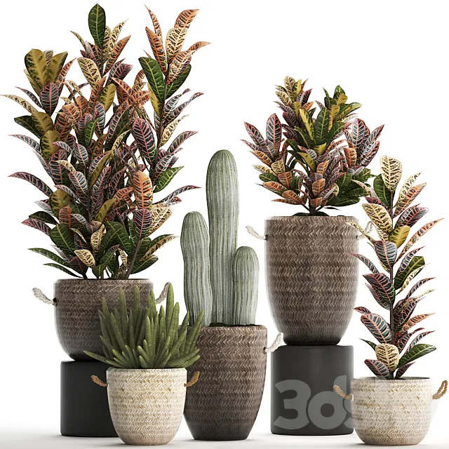 Collection of small plants in modern rattan baskets with Croton tree. cactus. sansevieria cylindrical. Set 433. 3DModel