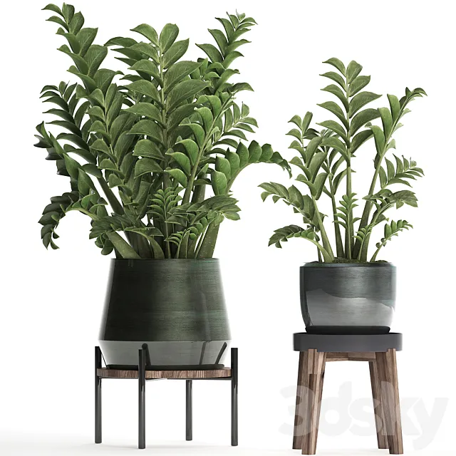 Collection of small plants in modern round pots with flower stand Dollar tree Zamiokulkas. Set 449. Free Download