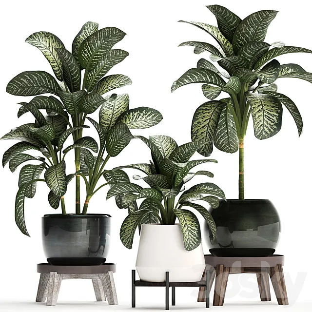Collection of small plants in modern stylish round pots on legs with Diffenbachia. luxury. Set 452. 3DModel