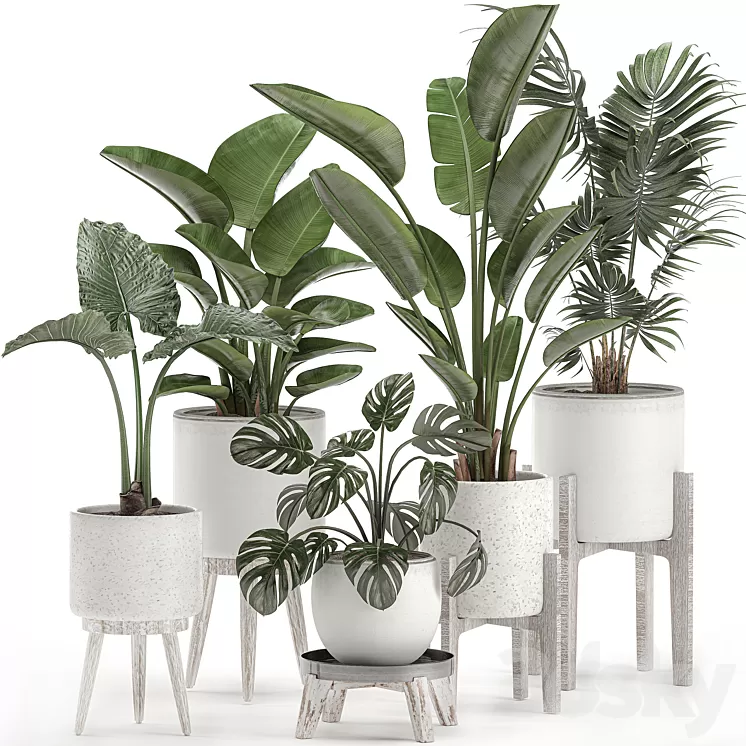 Collection of small plants in white pots on legs with Strelitzia banana palm hovea monstera alokasia. Set 557.