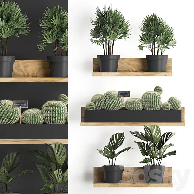 Collection of small plants vertical gardening wooden shelf with flowers in pots with Cactus. monstera. Raphis palm. Set 51. 3DModel