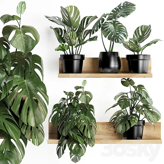 Collection of small plants wooden shelf with flowers in pots with a beautiful monstera bush. Set 403. Free Download
