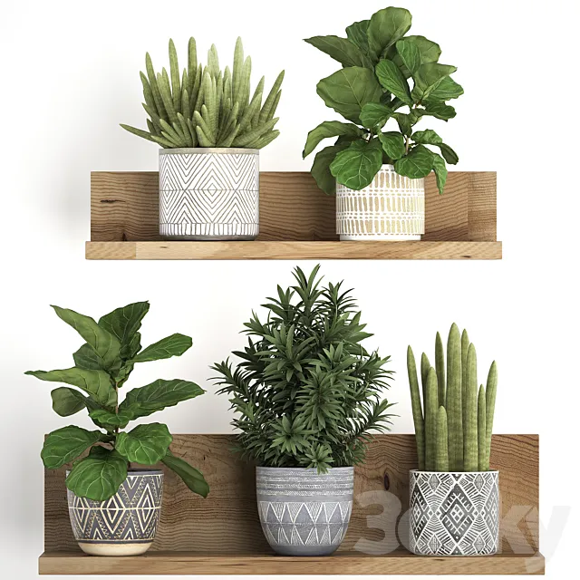 Collection of small plants wooden shelf with flowers in pots with Ficus lirata dracaena sansevieria. Set 407. 3D Model