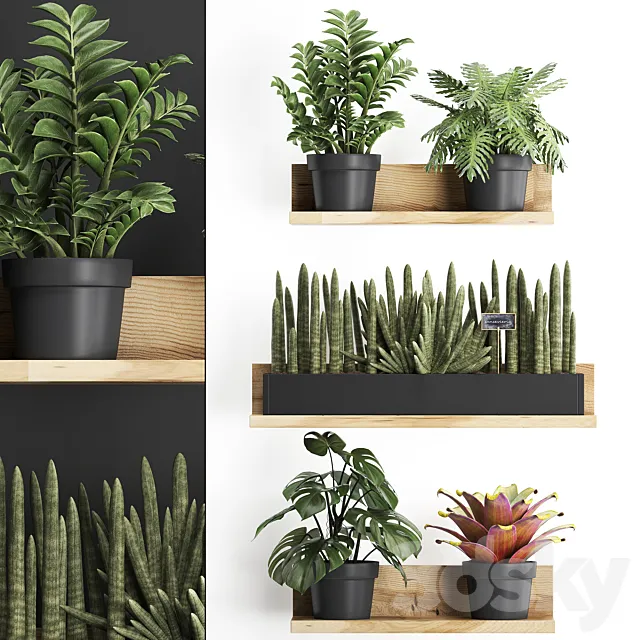 Collection of small plants wooden shelf with flowers in pots with Zamiokulkas Philodendron bromelia monstera. Set 401. 3D Model