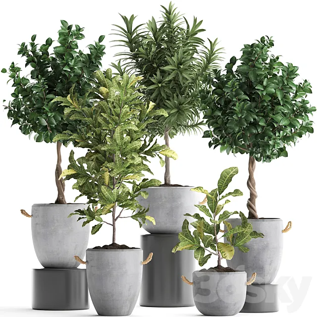 Collection of small trees in concrete pots with handles with Lemon tree croton oleander citrus.  Set 437. 3D Model