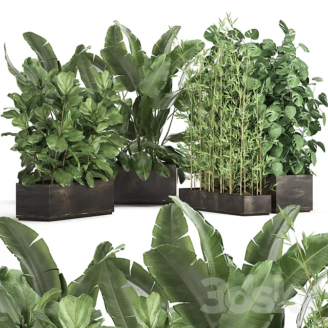 Collection of thickets of plants in metal pots with Strelitzia flowerbed bamboo ficus monstera banana. Set 993 3D Model