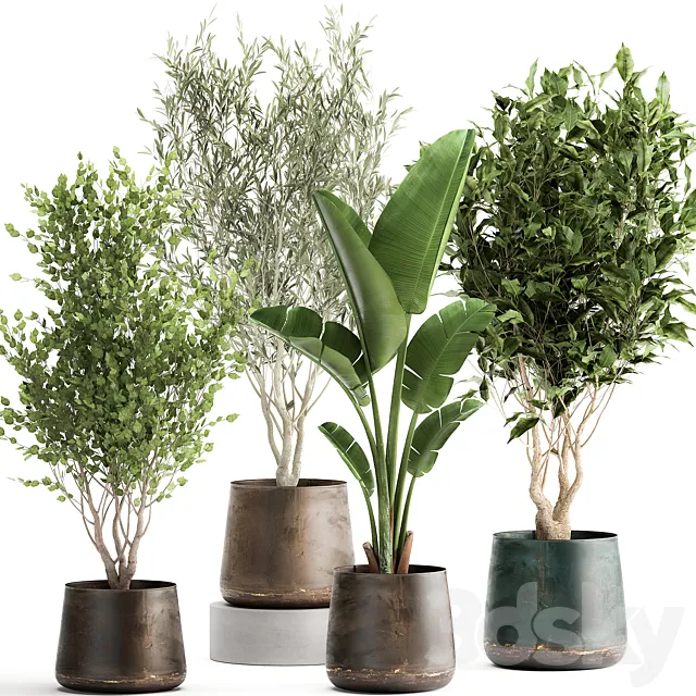 Collection of tree plants in outdoor metal rusty pots Banana palm . Set 949. 3D Model