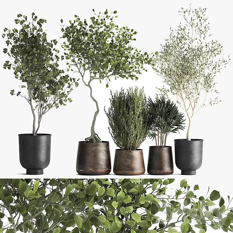 Collection of trees in black metal pots with Olive Ginkgo. Set 1034.