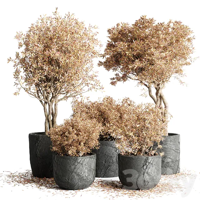 collection Outdoor Indoor plant 64 dirty stone pots dry tree autumn plants corona 3D Model