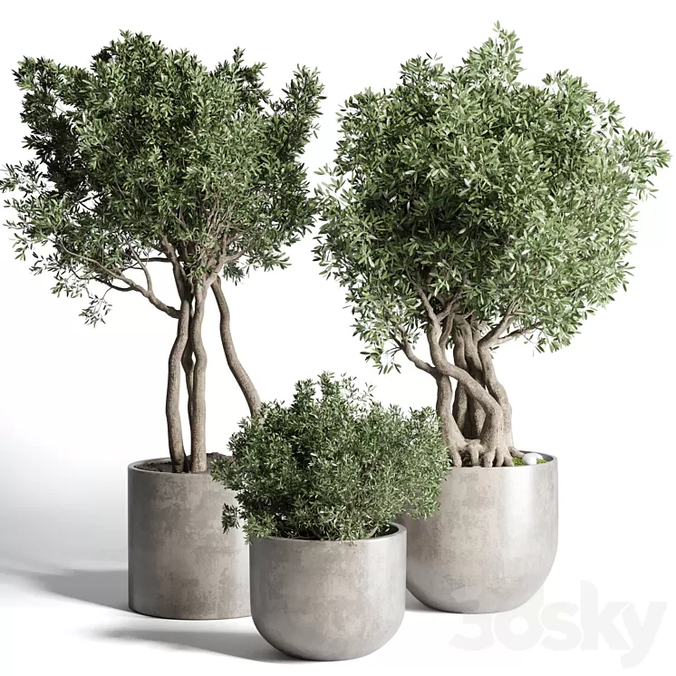 Collection Outdoor Indoor plant 77 concrete dirt vase pot tree bush 3D Model