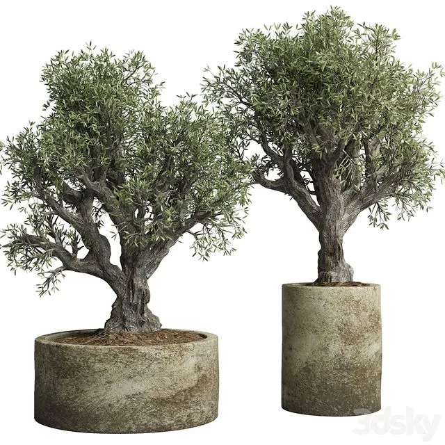 Collection outdoor plant 38 pot old olive tree concrete old vase 3D Model