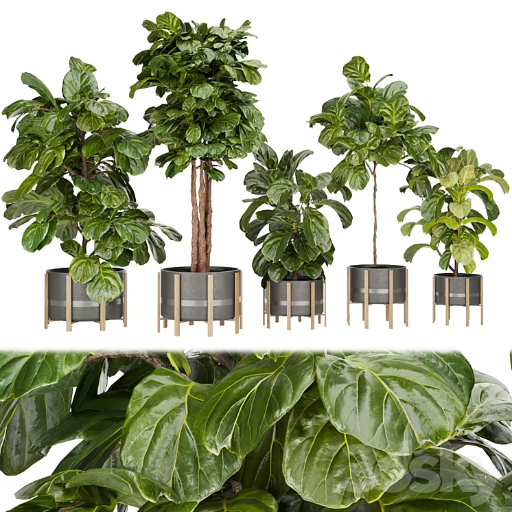 Collection plant vol 270 - fiddle - indoor - leaf - fig 3D Model Free