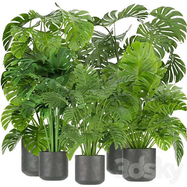 Collection plant vol 334 - indoor - monstera Free Download
