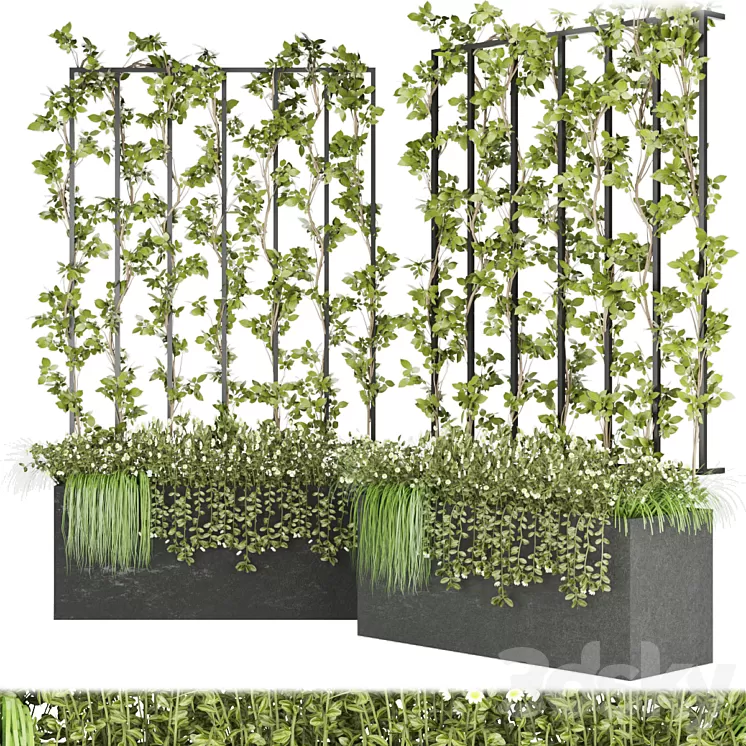 Collection plant vol 36