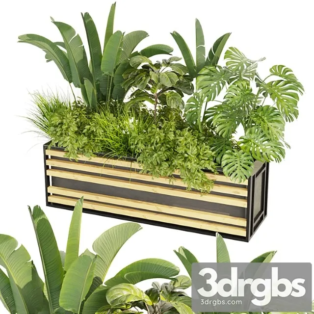 Collection plant vol 361 - banana - fiddle - monstera - grass