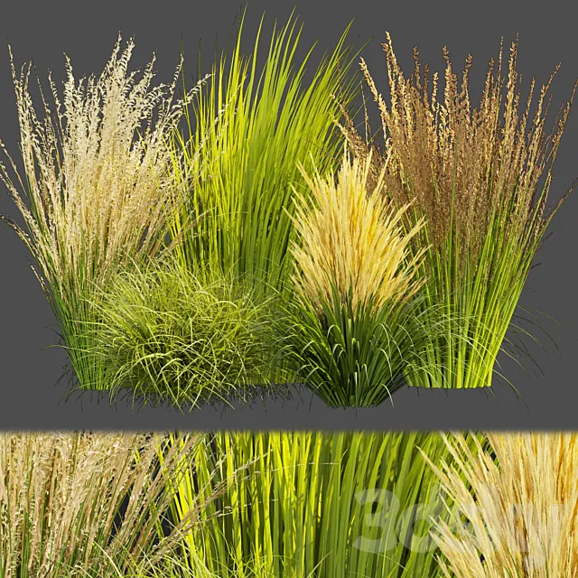 Collection plant vol 383 - grass - outdoor Switchgrass - Northwind 3D Model