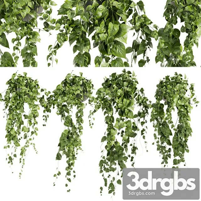 Collection Plant Vol 412 Pothos Hanging Ampelous Free Download