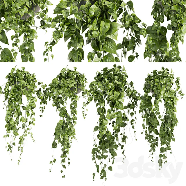 Collection plant vol 412 - pothos - hanging - ampelous 3D Model