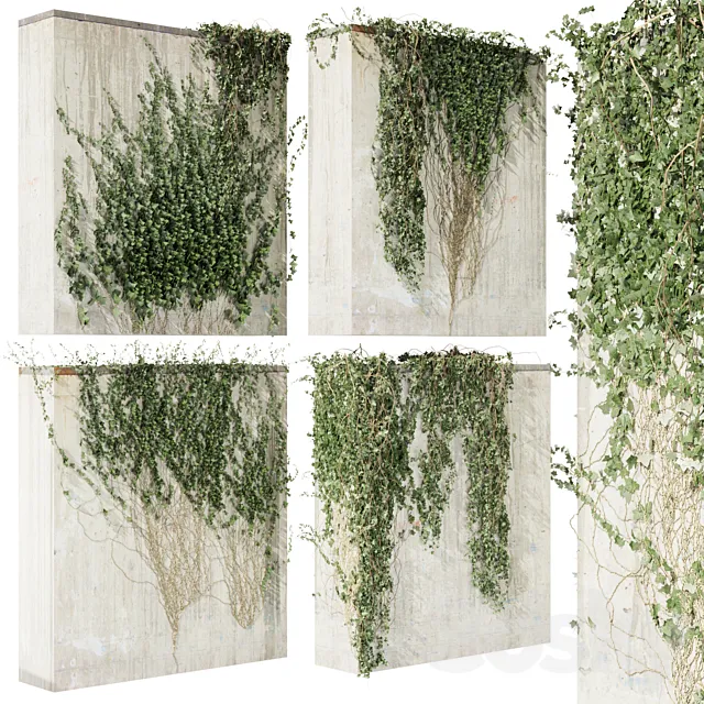 Collection plant vol 414 - Hedera - outdoor - leaf - fitowall - ivy 3D Model