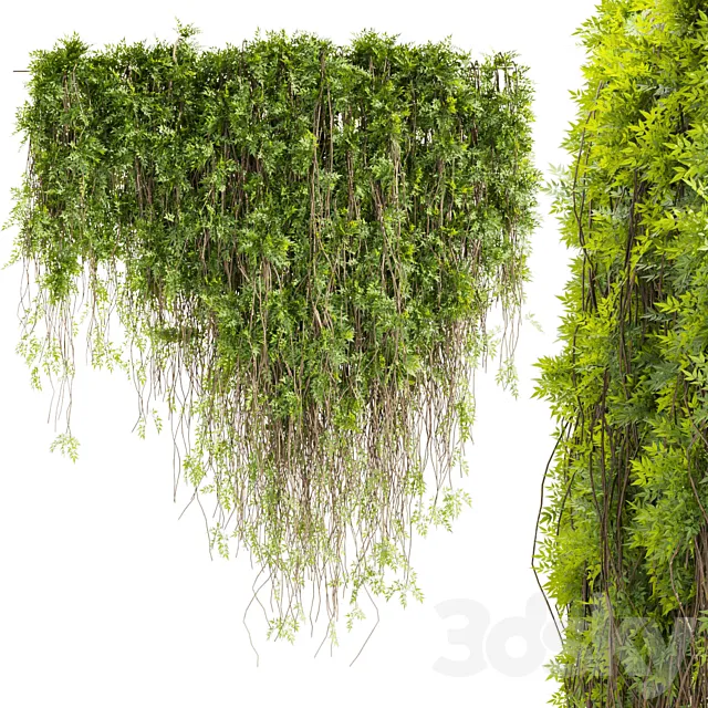 Collection plant vol 415 - leaf - outdoor - ivy 3D Model