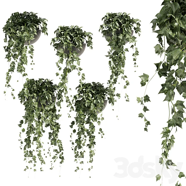 Collection plant vol 422 - Hedera - hanging - ampelous - indoor - ivy Free Download