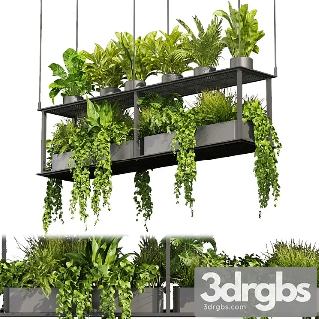 Collection Plant Vol 439 Hanging Ampelous Palm Pothos 3D Model Free