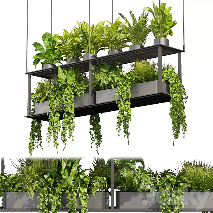 Collection plant vol 439 - hanging - ampelous - palm - - pothos 3D Model Free