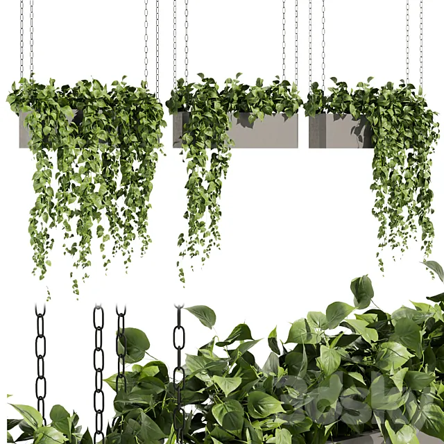 Collection plant vol 469 - ampelous - hanging - pothos 3D Model