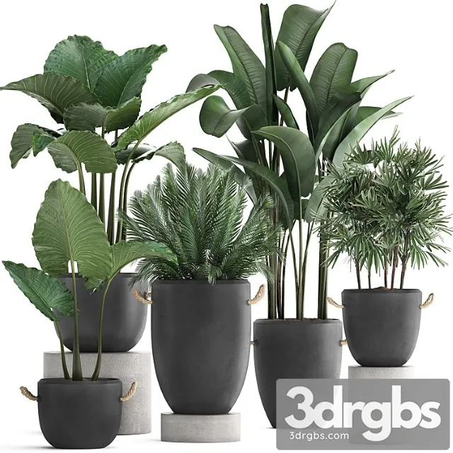 Collection Plants 415 Concrete Pot Black Flowerpot Banana Rapeseed Alocasia Palm Loft Strelitzia Rafis Palm 3D Model Free