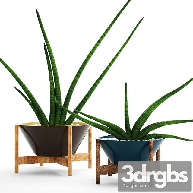 Collection Plants Pots 64 Sansevieria 3D Model Free