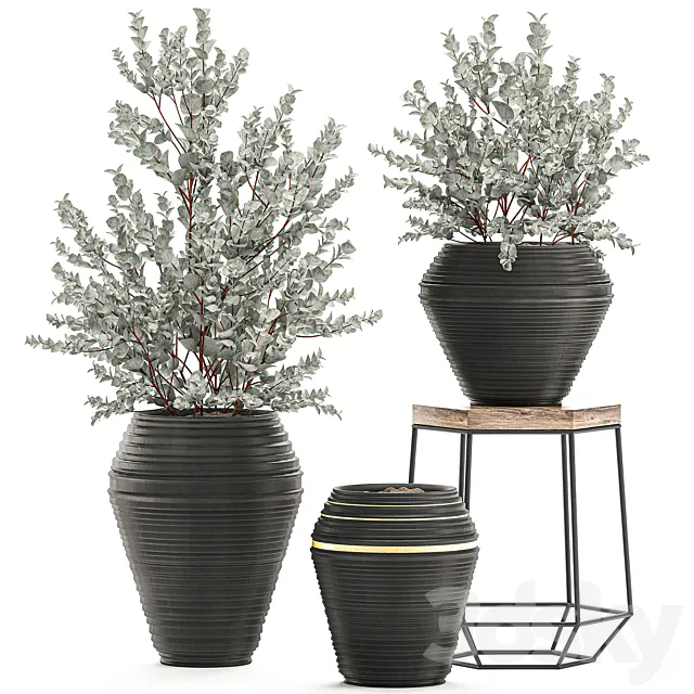 Collection with a small decorative tree Eucalyptus ash bush in a black ethnic pot vase. Set 534. 3D Model