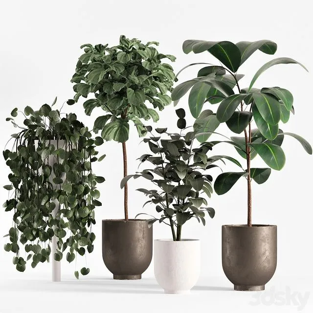 Collecton03 Ficus Plants 3D Model